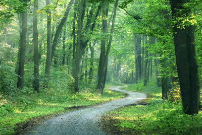 A dirt trail through a thick forest